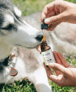 CBD Olie til Hunde